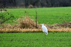 Da die Seen noch zugefroren sind tummeln sich die Reiher auf den Wiesen und an den Bächen herum.