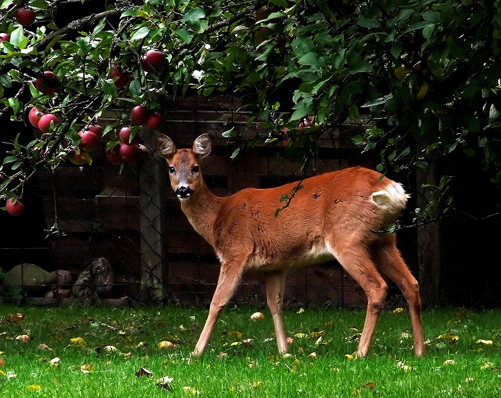 Da diese Apfeldiebe regelmäßig in den Garten kommen ...