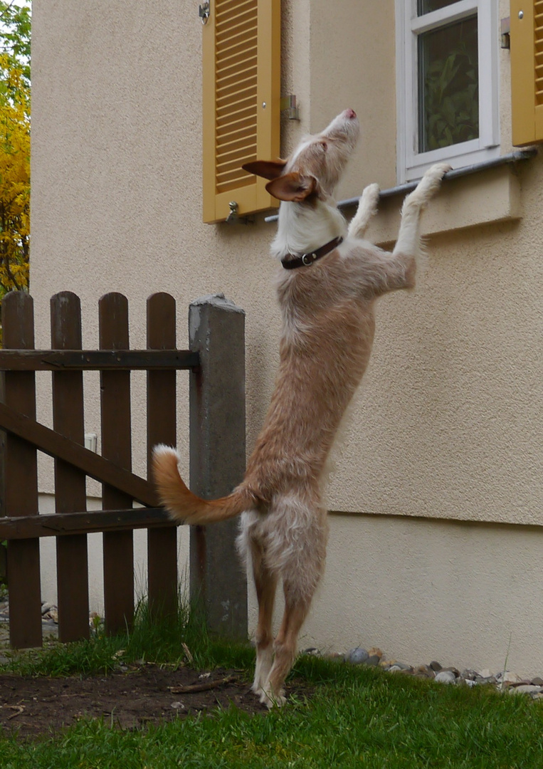 Da drinnen spielt Frauchen mit den Hundefutterdosen