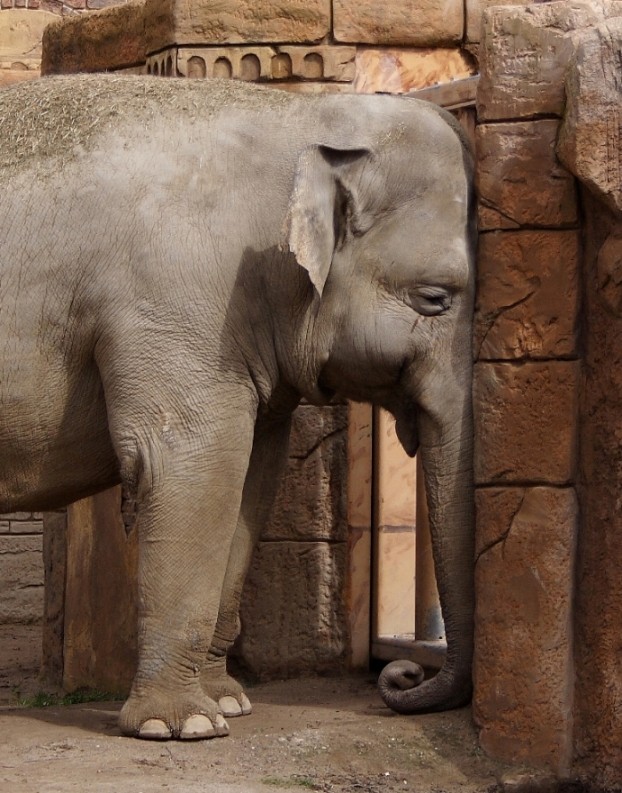 Da drückt sich der Elefant die Nase platt