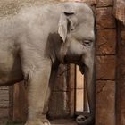 Da drückt sich der Elefant die Nase platt