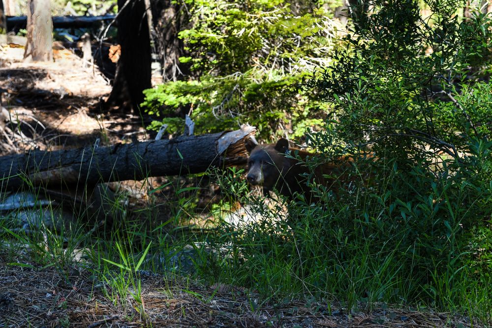 Da ! ein Bär !                      DSC_4608-2