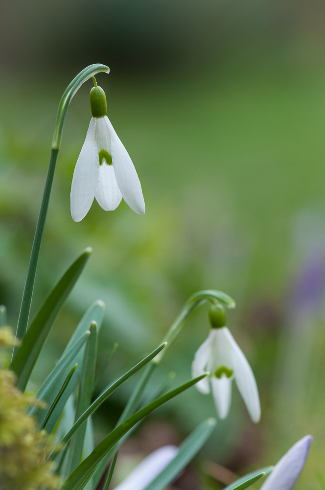 Da...! Ein Frühling!