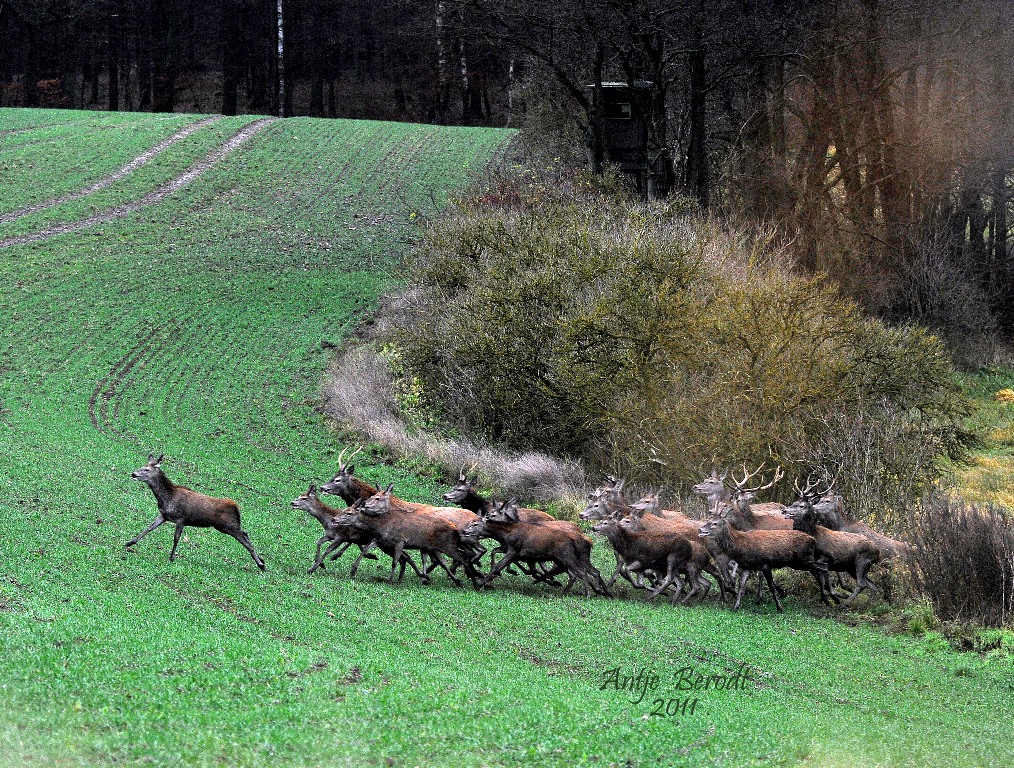 Da erblasst selbst das tapfere Schneiderlein....25 Rothirsche auf einen Streich!