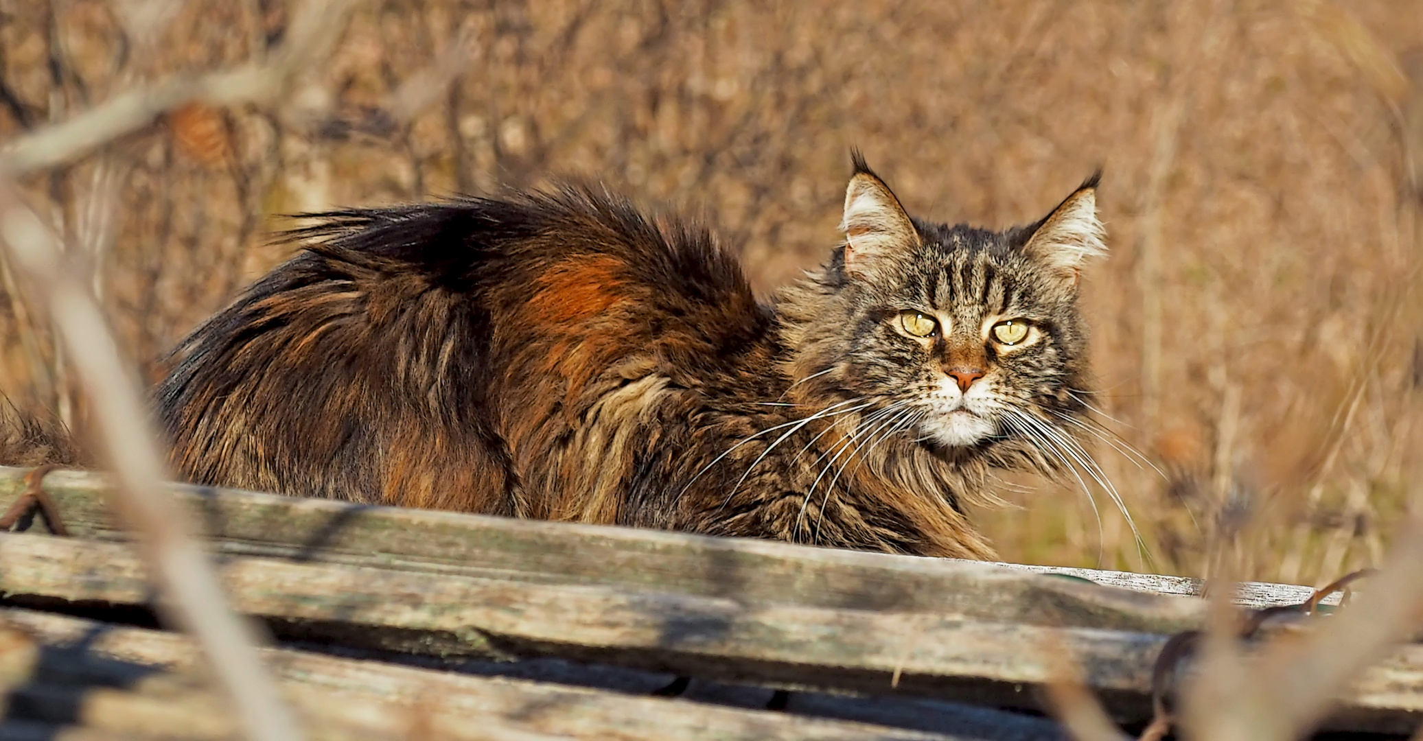 Da erschien plötzlich die Katze... - Apprivoise-moi !