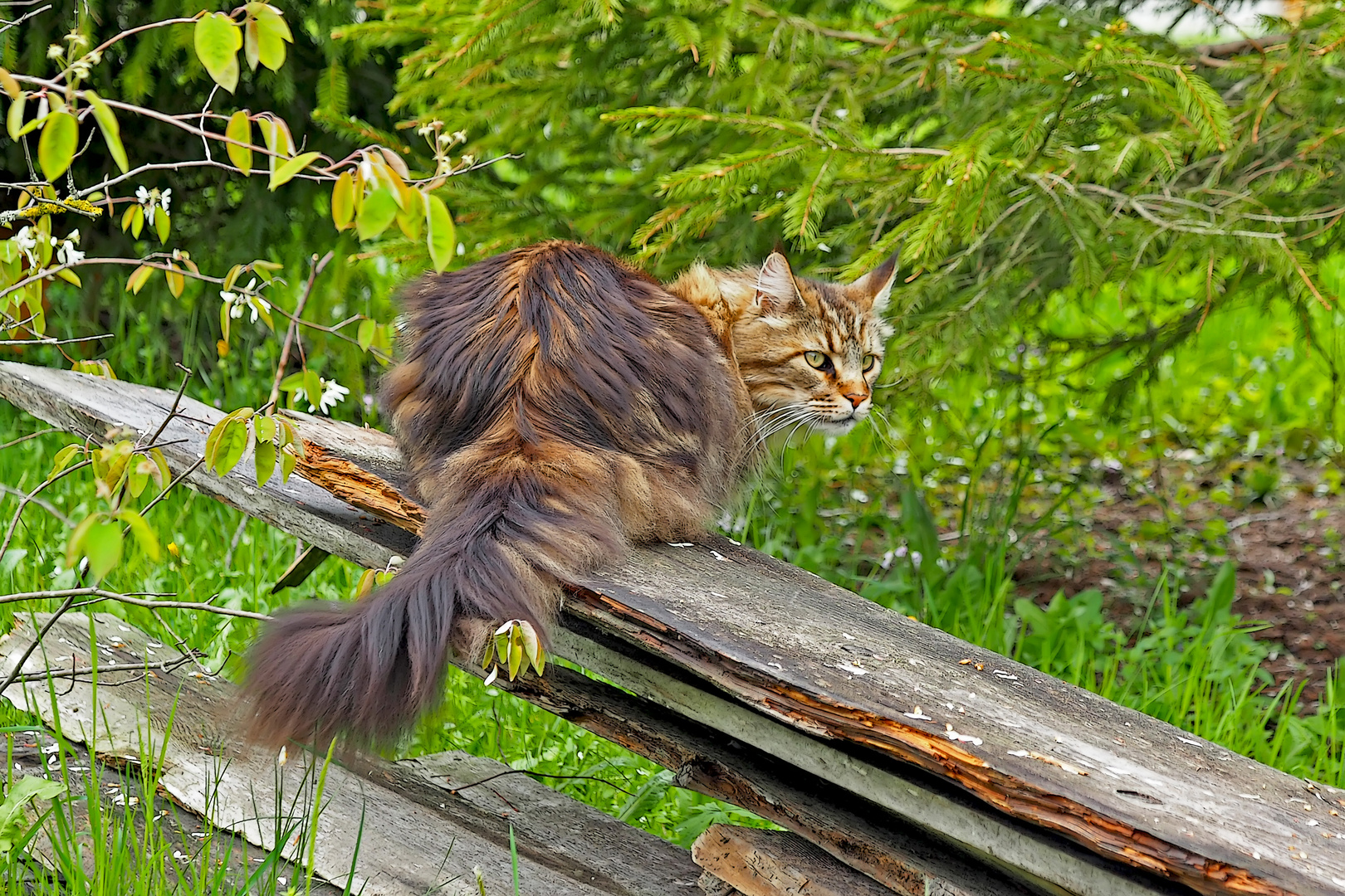 Da erschien plötzlich die Katze... - Apprivoise-moi !