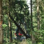 Da fällt gerade ein Baum