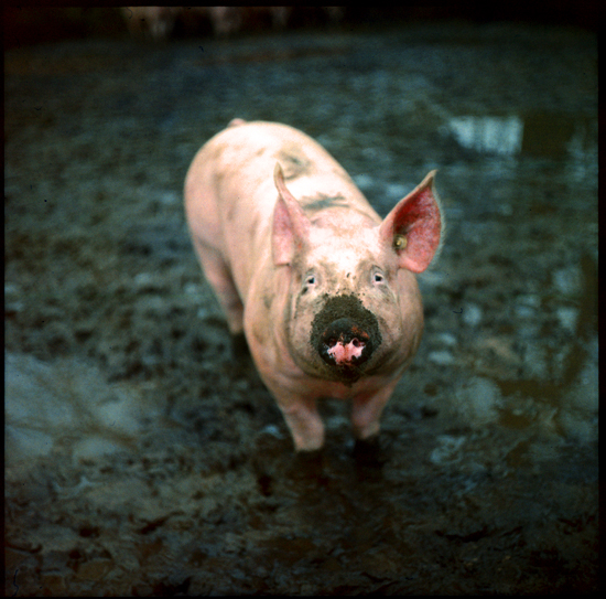 da fällt mir ein, ich hatte schon lange kein schwein mehr...