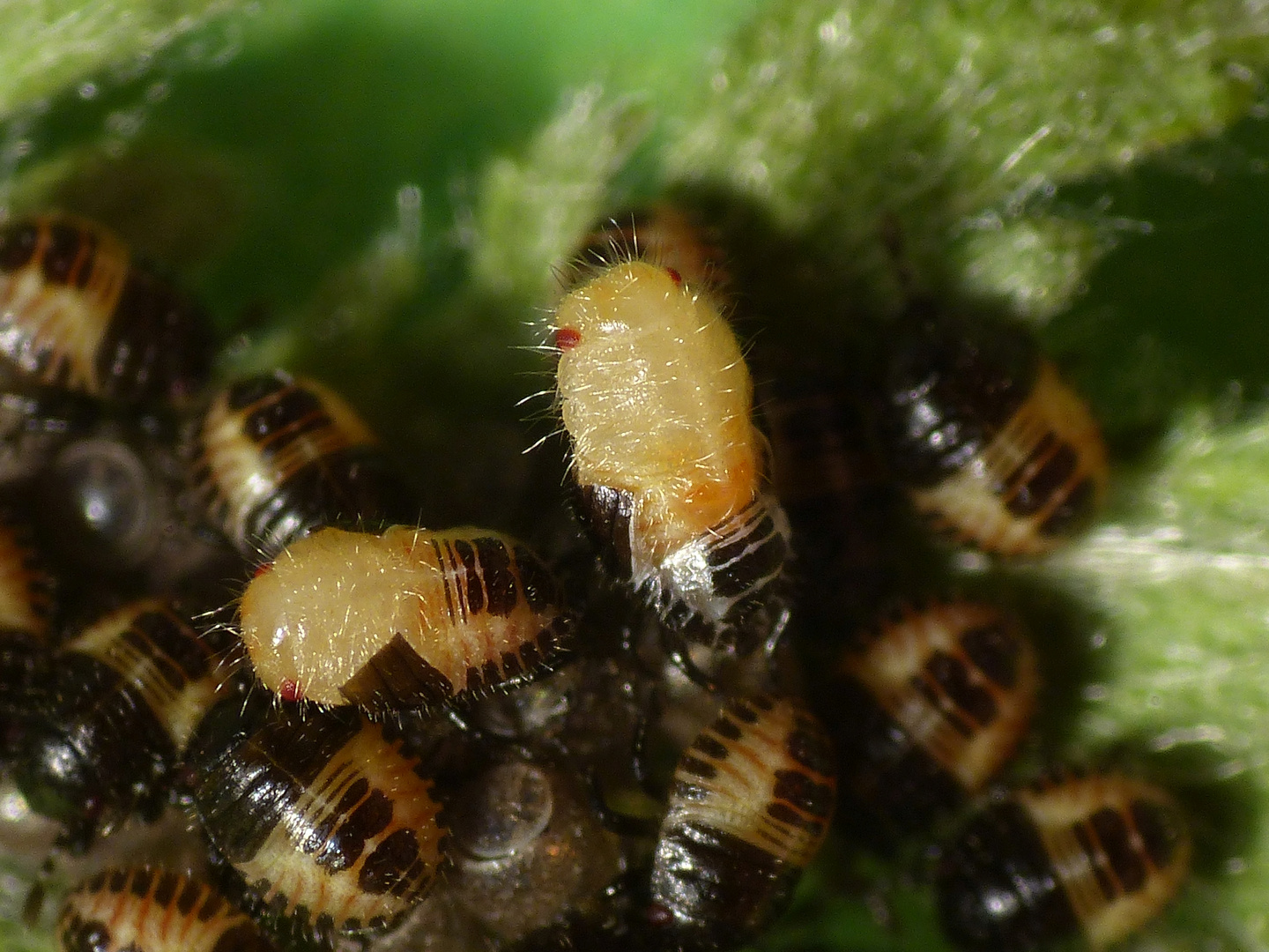 Da fahren zwei Nymphen aus der Haut - Beerenwanzen-Nymphe (Dolycoris baccarum)