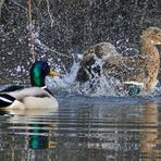 da fallen Badetag und Spiegeltag zusammen