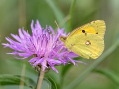 Da flatterte was Gelbes...