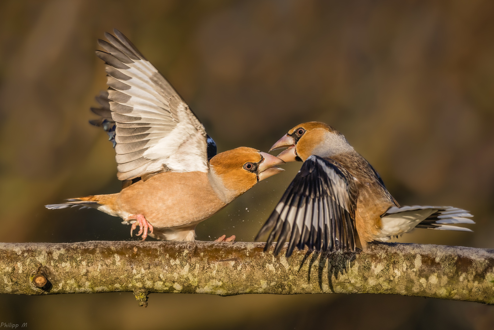 Da fliegen die Fetzen…