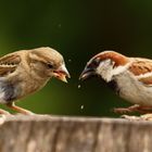 Da fliegen die Fetzen