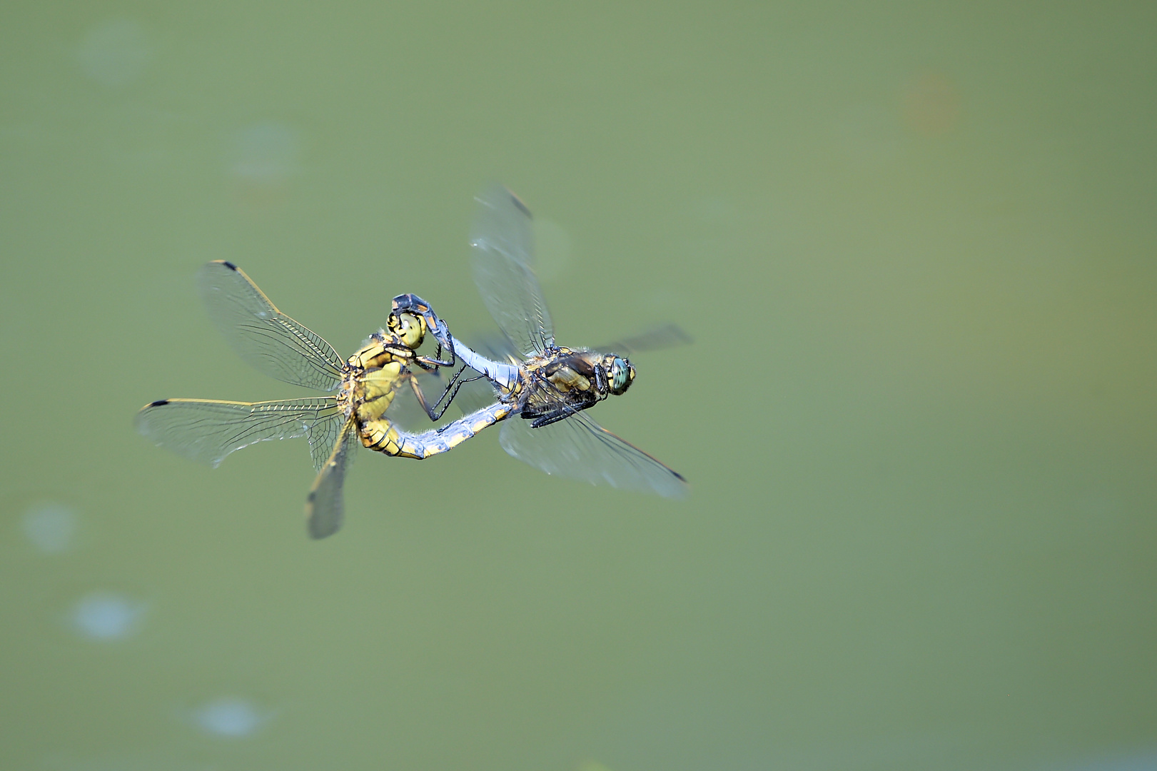 Da fliegen die Fetzen