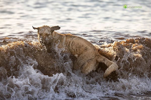 Da fliegen die Ohren