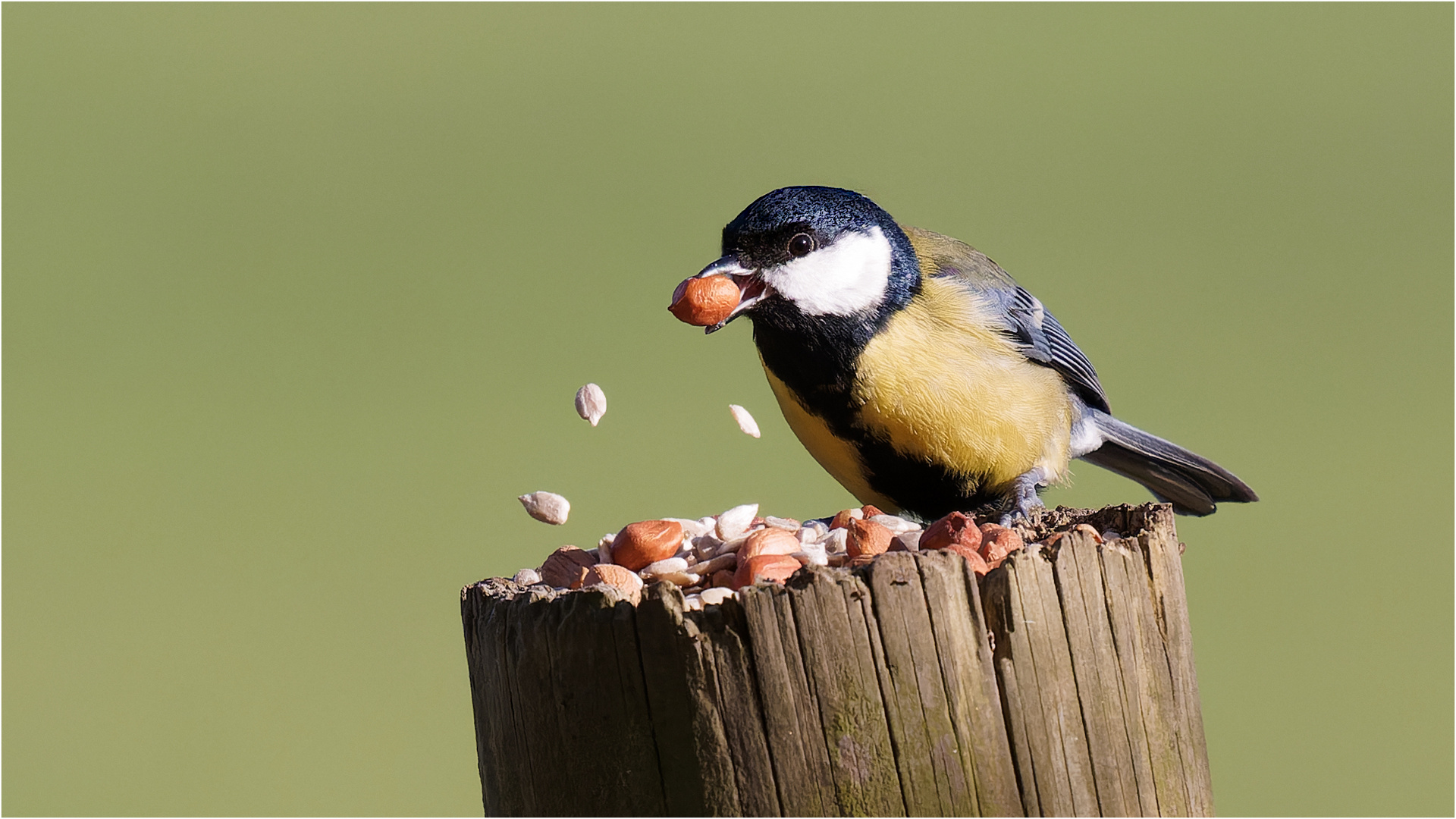 da fliegen die Sonnenblumenkerne  .....