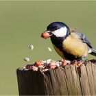 da fliegen die Sonnenblumenkerne  .....