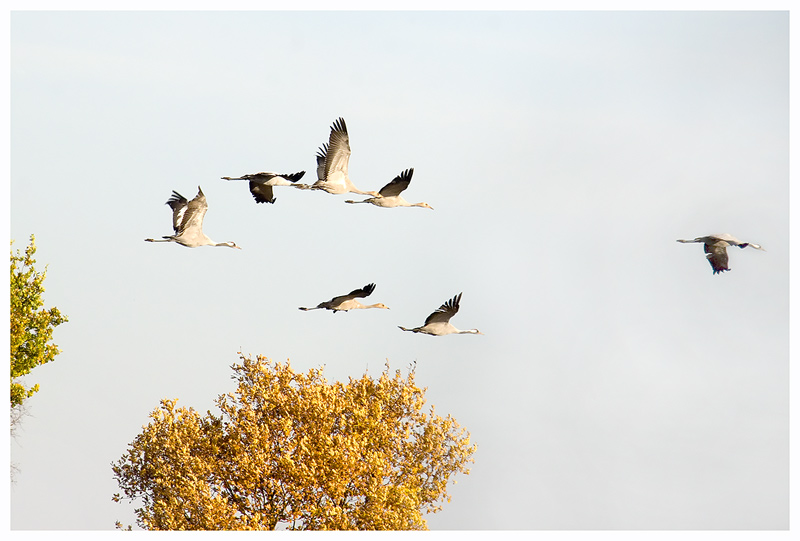 Da fliegen sie dahin