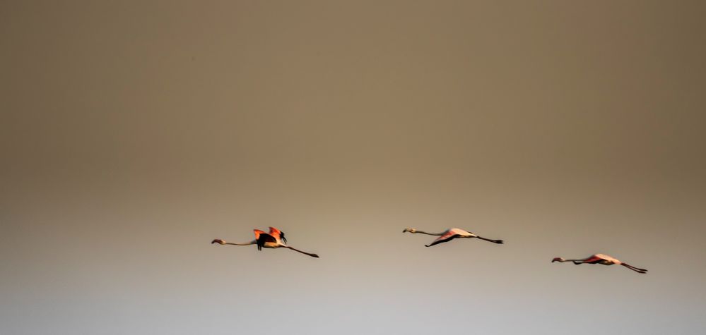 Da fliegen sie die Flamingos