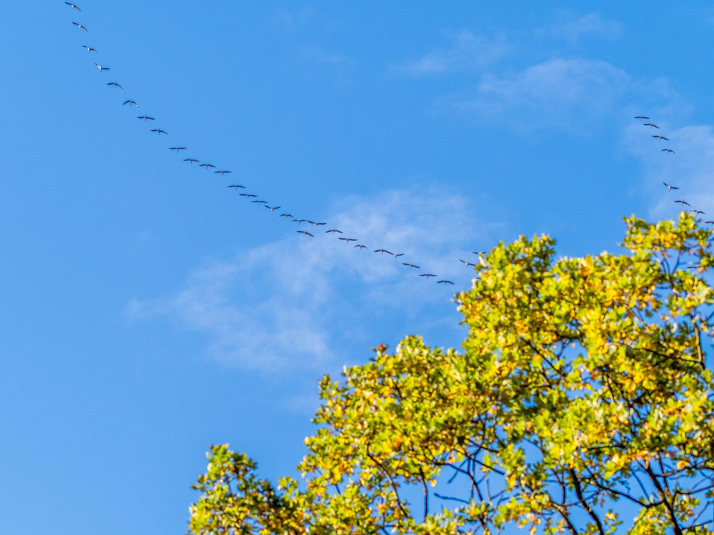 Da fliegen sie nun nach Süden - Auf Wiedersehen im nächsten Jahr