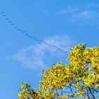 Da fliegen sie nun nach Süden - Auf Wiedersehen im nächsten Jahr