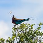 da fliegt das Fressen zum Schnabel rein