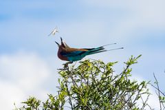 da fliegt das Fressen zum Schnabel rein