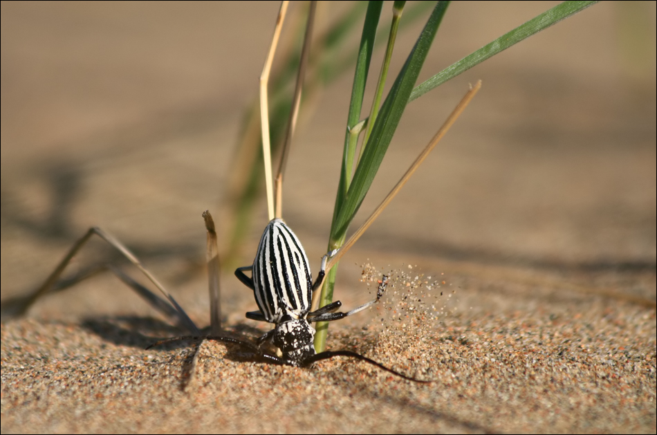 da fliegt der Sand