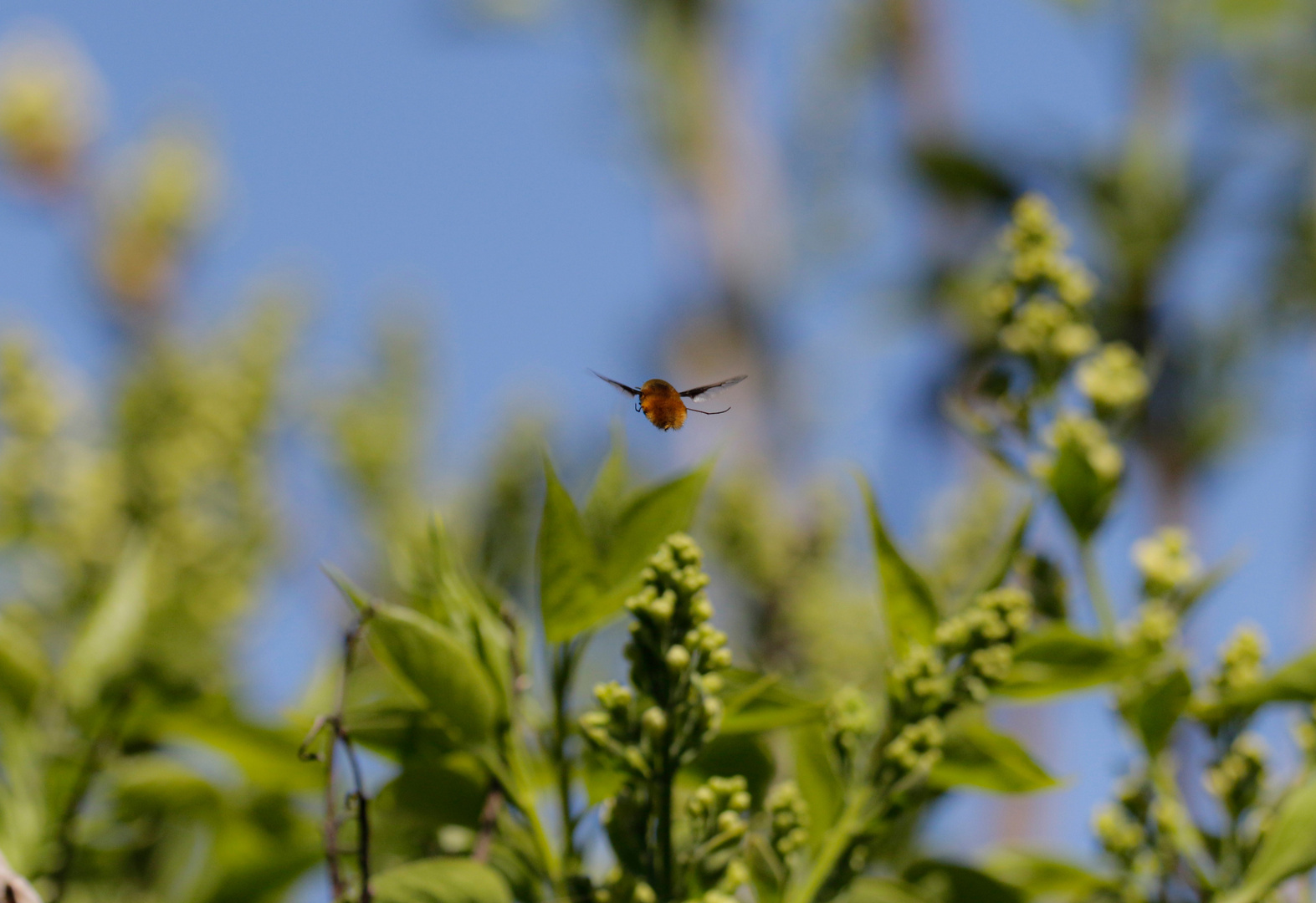 Da fliegt er dahin