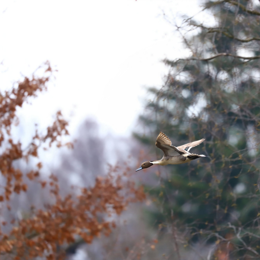 Da fliegt er  - der Entenbraten :-)