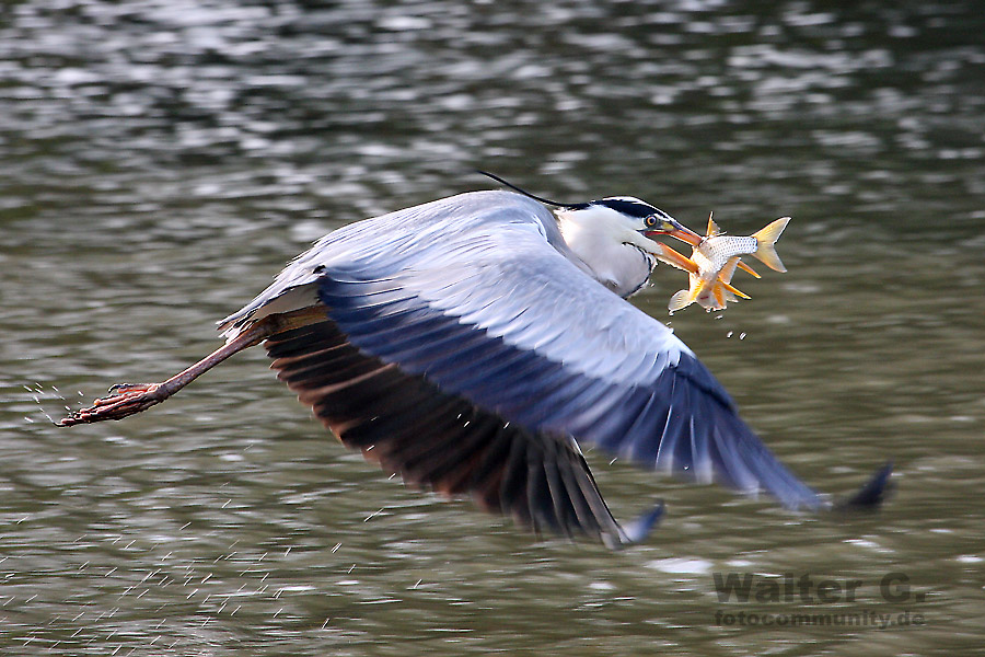 da fliegt er fort