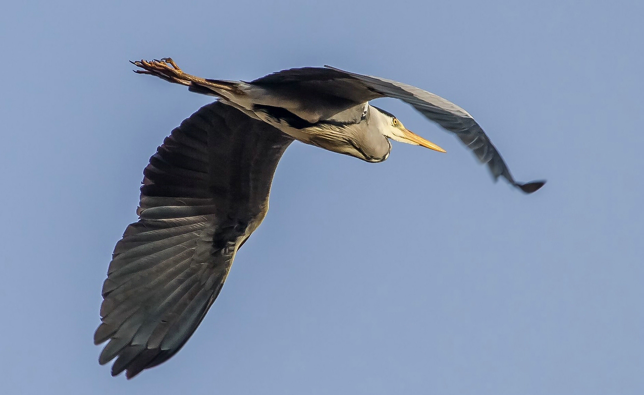 "Da fliegt er hin .... der Graue"