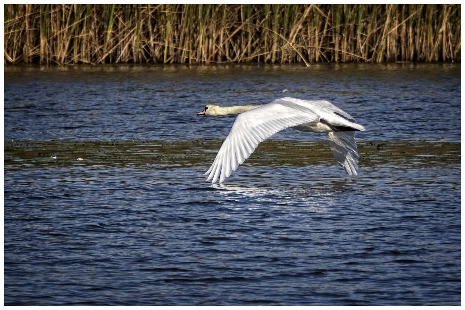 Da fliegt er hin, der Schwan...