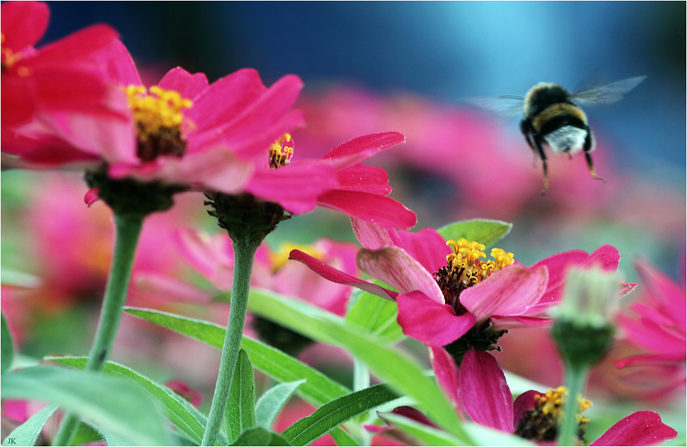 da fliegt er hin, der Sommer