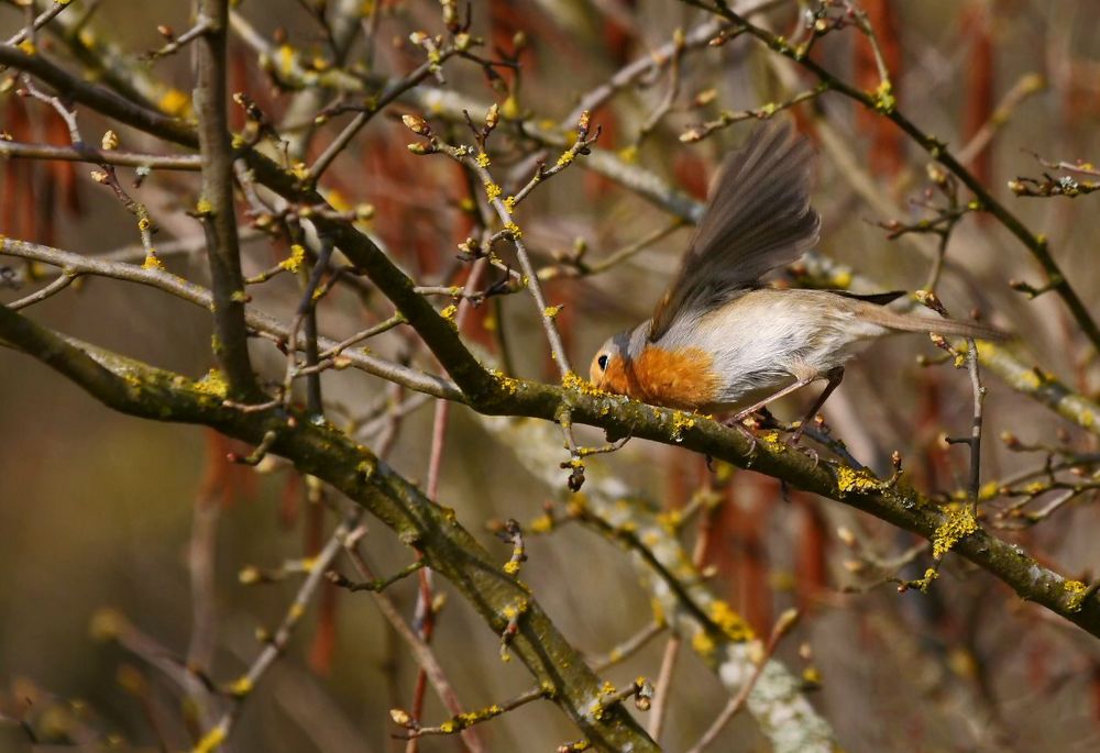 "Da fliegt es fort ...."