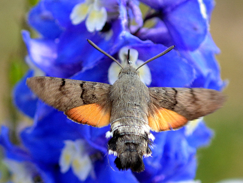 ...da fliegt es wieder...