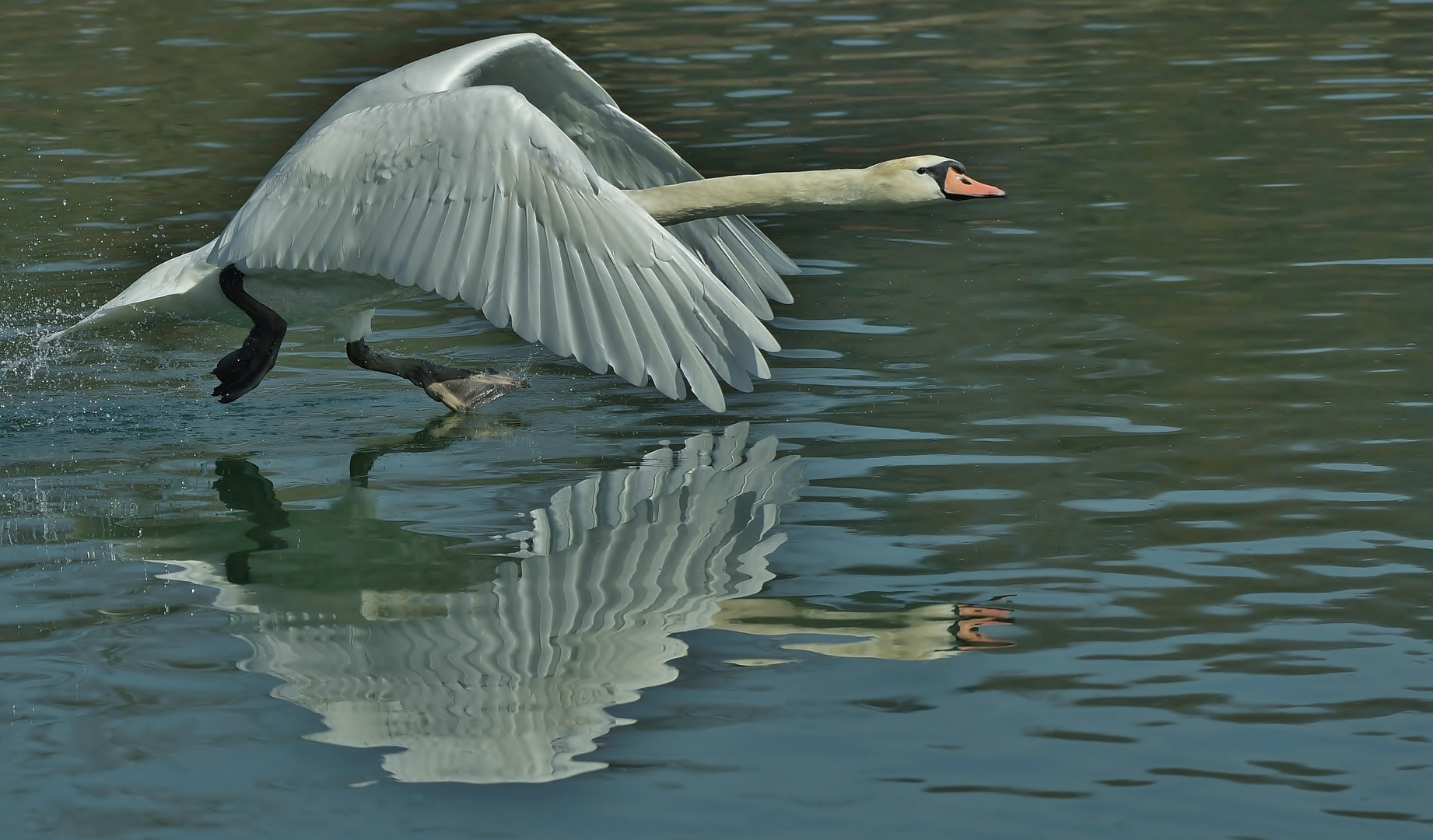 Da fliegt noch einer mit?