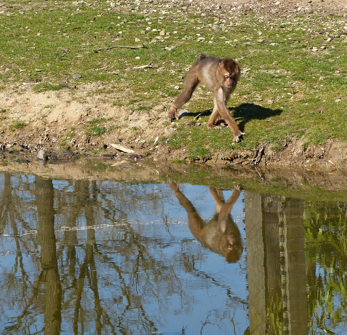 Da folgt mir jemand im Wasser