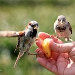 da fressen uns die Spatzen aus der Hand