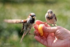 da fressen uns die Spatzen aus der Hand