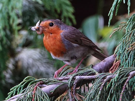da freuen sich die Jungen