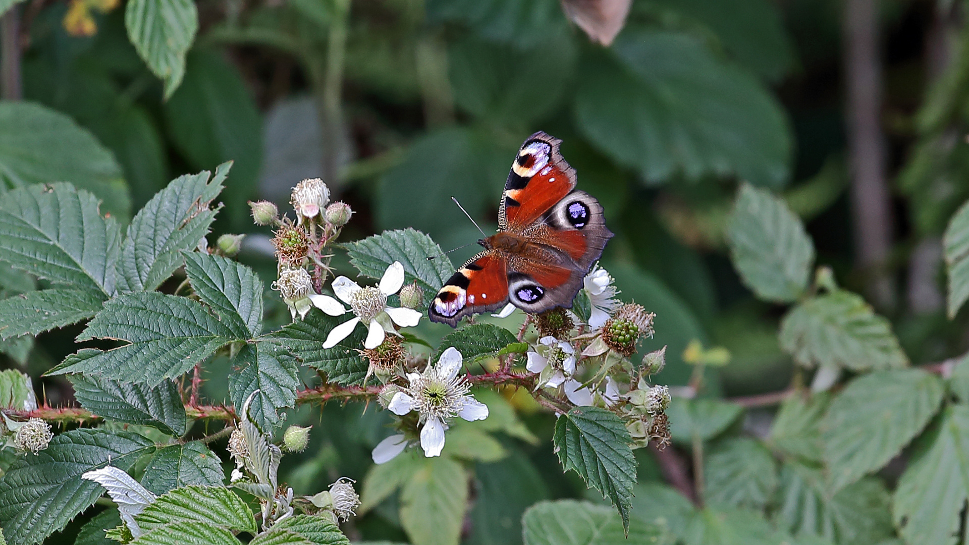 Da freut sich auch das Tagpfauenauge, aglais io  über das schöne Biotop...