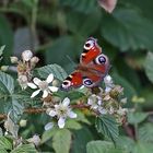 Da freut sich auch das Tagpfauenauge, aglais io  über das schöne Biotop...