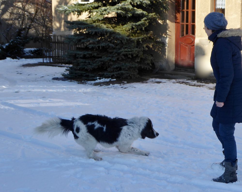 Da freut sich Hund und Herrchen, das Frauchen