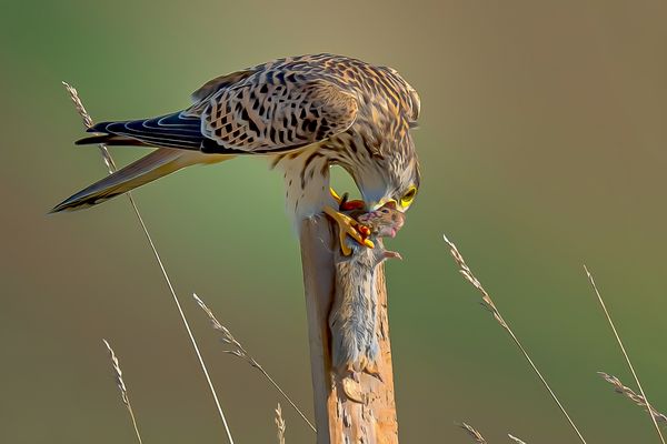 Da gab es kein Entrinnen mehr