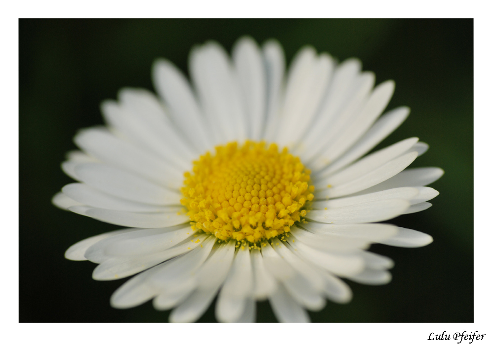 Da Gänseblümchen