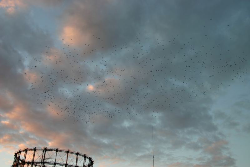 Da Gasometer und´da war noch der Schwarm