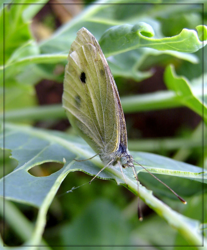 Bild Auf Torte Wie Geht Das