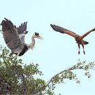 Da gibt es Stress Fischbussard mit einem Cocoireiher