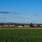 Da glänzt der Wetterhahn ...